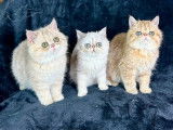 Chatons de race Exotic Shorthair &agrave; vendre (2 femelles & 1 m&acirc;le)