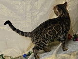 M&acirc;le Bengal champion international disponible pour saillie
