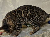 M&acirc;le Bengal champion international disponible pour saillie