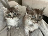 &Agrave; adopter : chatonnes de 3 mois