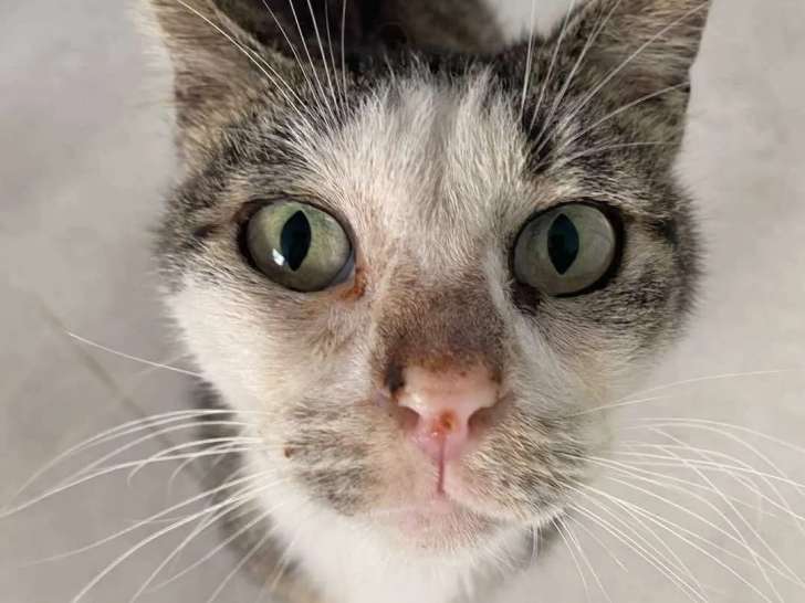 En attente d'adoption : chat âgé de 2 ans