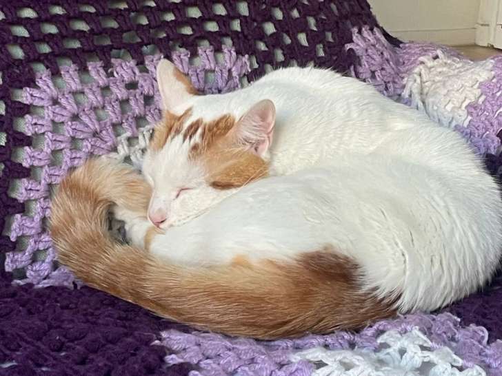 Adoption disponible : chat au pelage roux et blanc