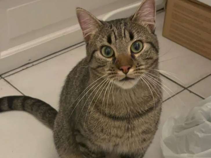 À la recherche d'une famille : chat de couleur tigrée