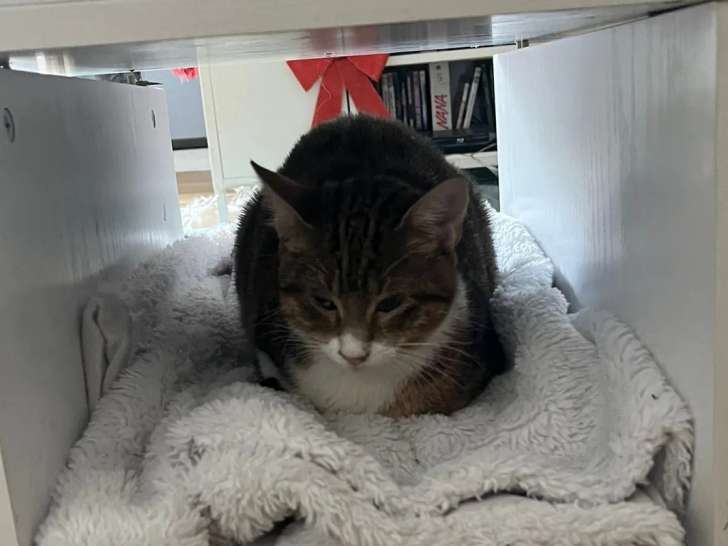 Chaton femelle de 7 mois prêt pour l’adoption