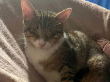 Chaton femelle de 7 mois prêt pour l’adoption