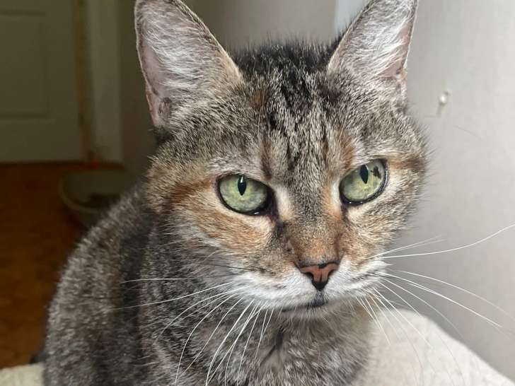 Chatte de 12 ans en attente d’une famille