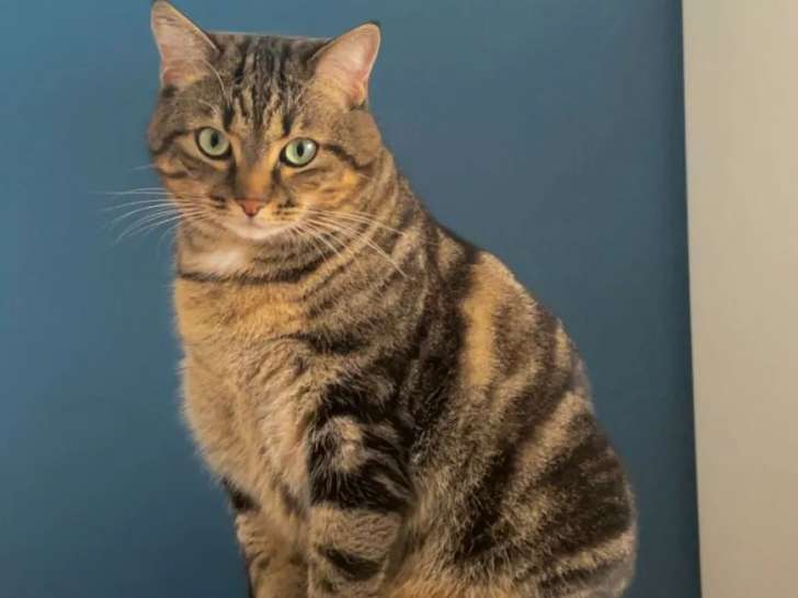 Chatte de couleur tigrée en quête d’un foyer