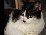 Adoption disponible : chatte tricolore