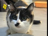 Adoption disponible : chatte tricolore
