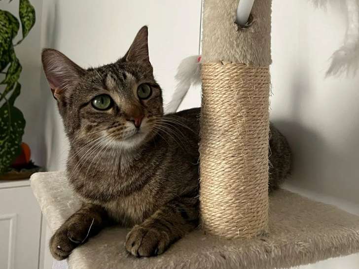 Chatte tigrée à la recherche d'une famille