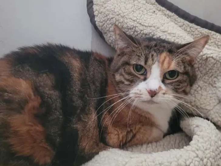 En attente d'adoption, chatte âgée de 9 ans