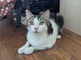 Pr&ecirc;te pour l'adoption, chatte tigr&eacute;e blanche