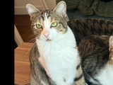 Adoption disponible : chat tigr&eacute; gris