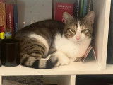 Adoption disponible : chat tigr&eacute; gris