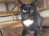 &Agrave; la recherche d&rsquo;une famille : chat noir avec marque blanche