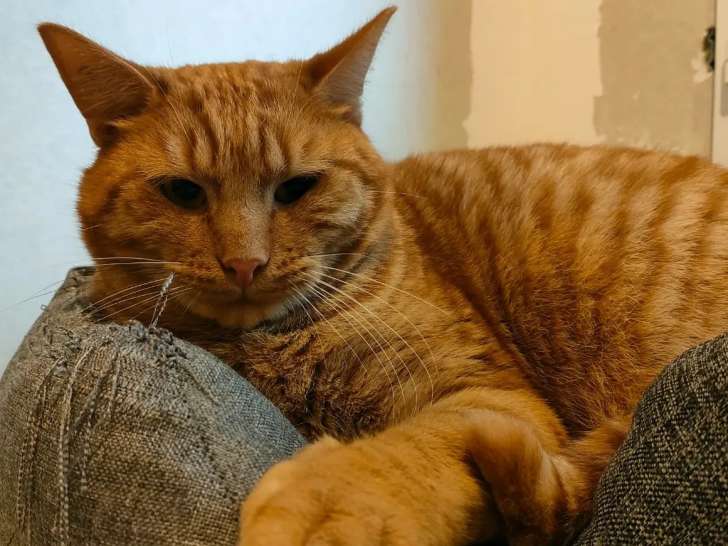 À adopter : chat au pelage roux