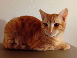 Adoption disponible : chaton m&acirc;le roux