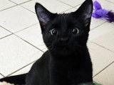 &Agrave; la recherche d'une famille : chaton m&acirc;le noir