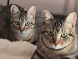 Chatonnes tigr&eacute;es grises &agrave; accueillir