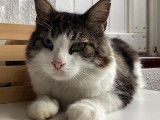 Adoption disponible : chat Angora d'un an