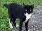 &Agrave; adopter, chat de couleur noire et blanche