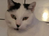 &Agrave; accueillir : chat blanc avec marque noire