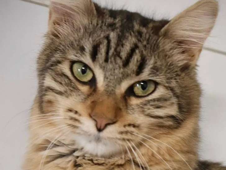 Disponible à l'adoption : chaton femelle de 7 mois