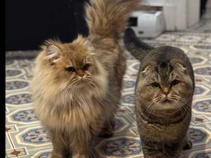 Jeune chat British Longhair &agrave; vendre