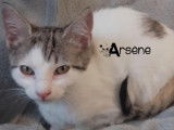Ars&egrave;ne, chaton blanc et gris tigr&eacute; &agrave; adopter en association