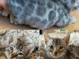 2 chatons Bengal haut de gamme de lign&eacute;es s&eacute;lectionn&eacute;es &agrave; vendre