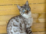 Chatonne Bengal snow lynx de lign&eacute;es prestigieuses &agrave; vendre