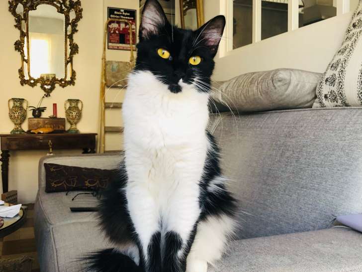 Zoé, douce et calme chatte noir et blanc à adopter en association