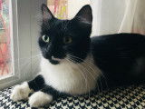 Zoé, douce et calme chatte noir et blanc à adopter en association