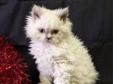 Chatons de race Selkirk Rex &agrave; vendre (2 femelles & 3 m&acirc;les)