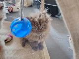Chatons de race Selkirk Rex à vendre (2 femelles & 3 mâles)