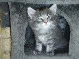 Adorables chaton Maine Coon &agrave; vendre