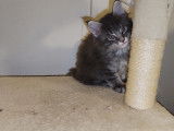 Adorables chaton Maine Coon &agrave; vendre