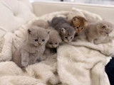 7 chatons British Shorthair et Longhair &agrave; r&eacute;server pour d&eacute;but f&eacute;vrier