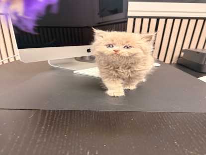 3 chatons british disponibles immédiatement