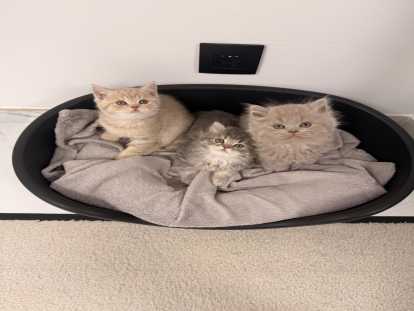 3 chatons british disponibles immédiatement