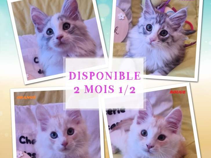 4 maines coon loof st&eacute;rilis&eacute;es et castr&eacute;s