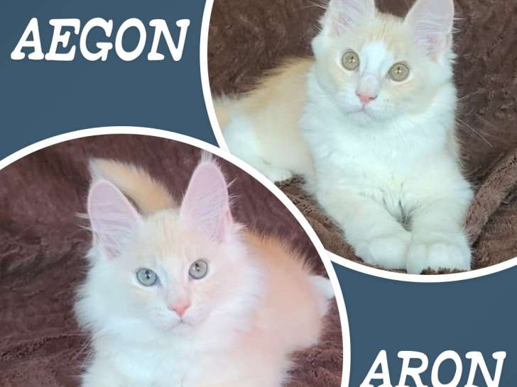 2 MÂLES maines coon loof