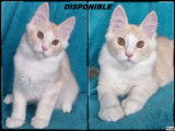 1 mâle maines coon loof disponible de suite