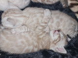 Superbes chatons Bengal snow lynx et mink &agrave; vendre
