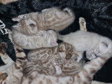 Superbes chatons Bengal snow lynx et mink &agrave; vendre