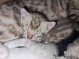 Superbes chatons Bengal snow lynx et mink &agrave; vendre