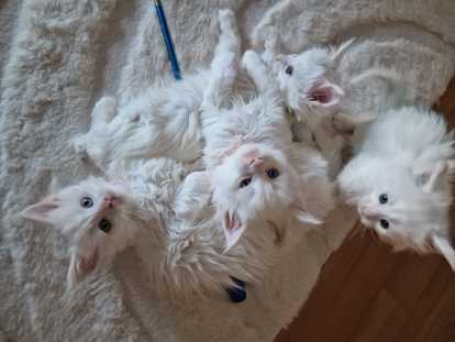 Chatons Maine Coon adorables &agrave; vendre