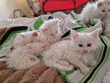 Chatons Maine Coon adorables &agrave; vendre