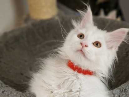 Chatons Maine Coon adorables à vendre