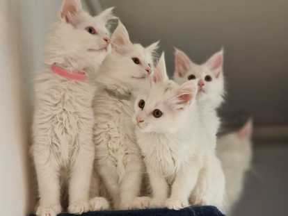 Chatons Maine Coon adorables à vendre
